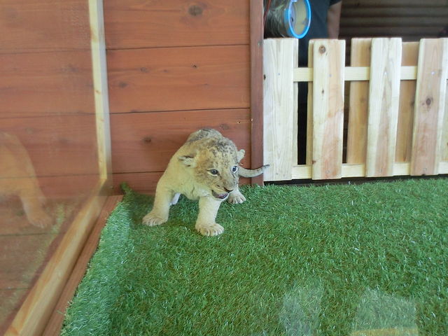 �K���X�z���Ɍ��������C�I���̐Ԃ����B�悿�悿�����ł��킢��������_�H�g�䎩�R���������T�t�@�������h