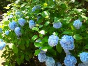 ɂ񂱐搶̎Oi̓eʐ^1