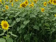 �Ƃ�����񂳂�̉Ԃ̊C�^�Ђ܂��̓��e�ʐ^1