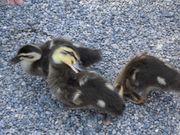 [񂳂̐䈢h_Ђ̓eʐ^1