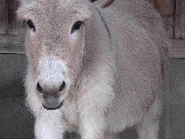 ���킢�����o����_�ʕ{���N�e���`