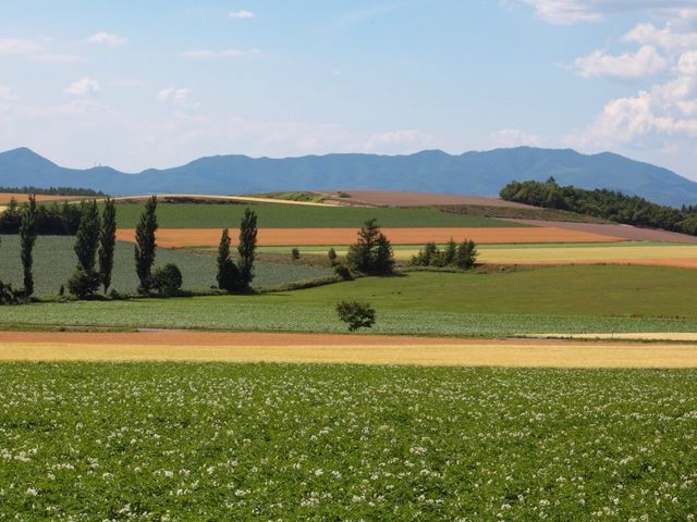 �p�b�`���[�N�̋u_�p�b�`���[�N�̘H