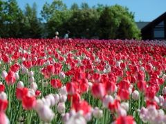 ς񂳂̍c삷uˌւ̓eʐ^2