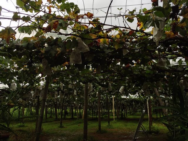 �J�オ��̂Ԃǂ���_�͖�Ԃǂ���