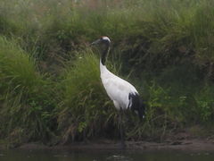 ݂񂳂RmA[nւ̓eʐ^1