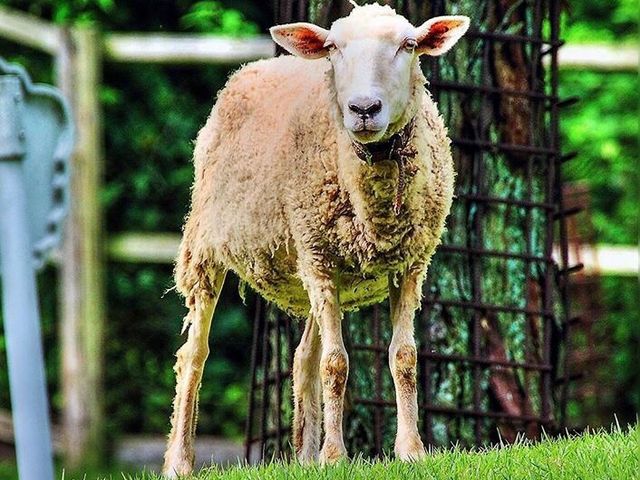 �Ђ�_���Ɍ����A�n�q�����