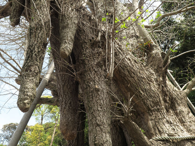 ��������A���̃C�`���E_�C��_��