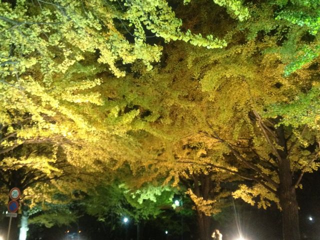 ���t�ՂŃ��C�g�A�b�v�����C�`���E���؁B_�k��C�`���E����