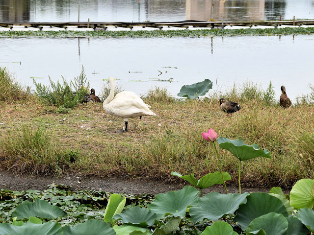 瓢湖水きん公園】アクセス・営業時間・料金情報 - じゃらんnet