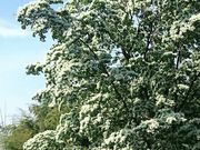 ���񂿂�񂳂�̂Ȃ񂶂���񂶂�̖؂̓��e�ʐ^1