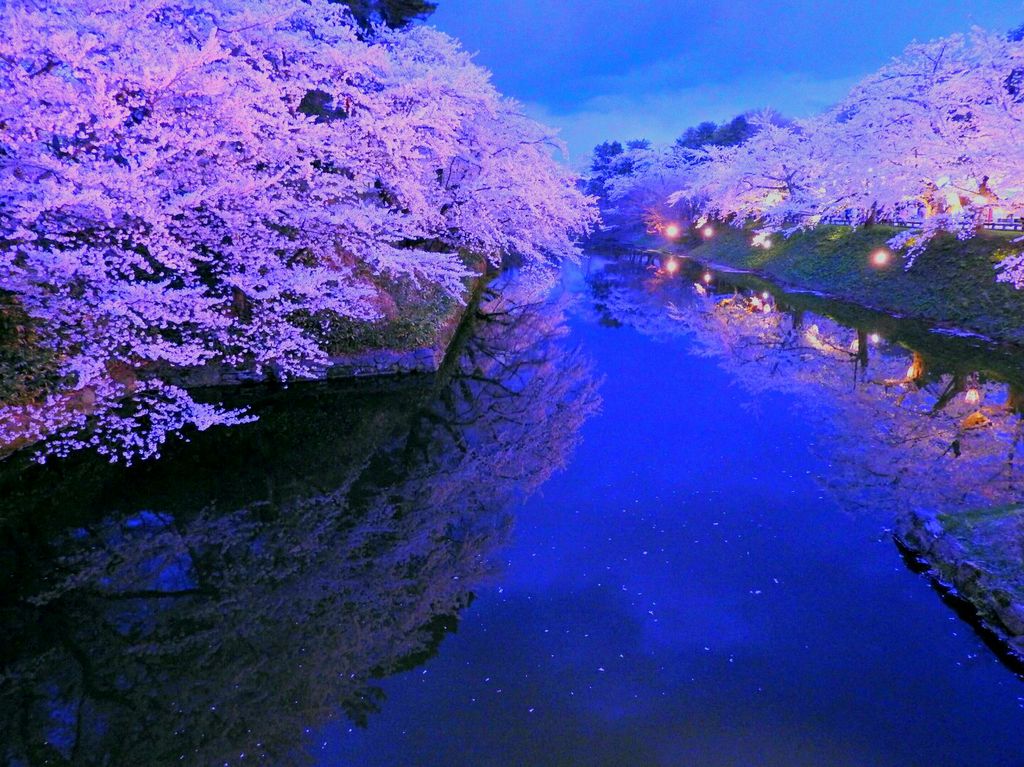弘前公園の桜