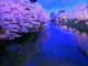 メイさんの弘前公園の桜の投稿写真1