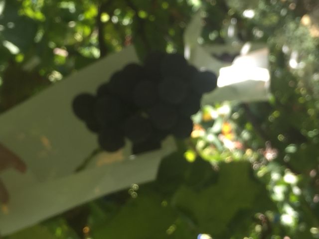 ������������🍇_�����_��