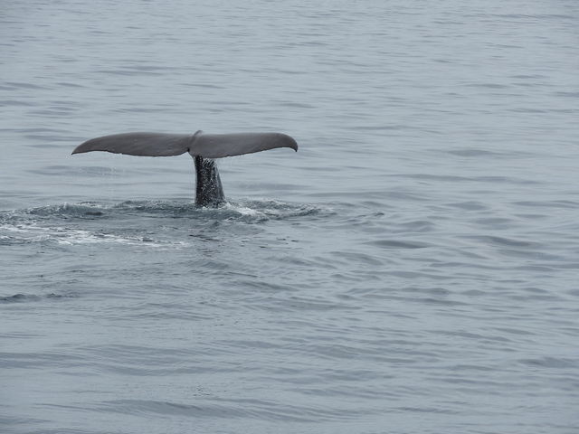 �N�W���̐K�������킩��܂���_�L����Вm���l�C�`���[�N���[�Y