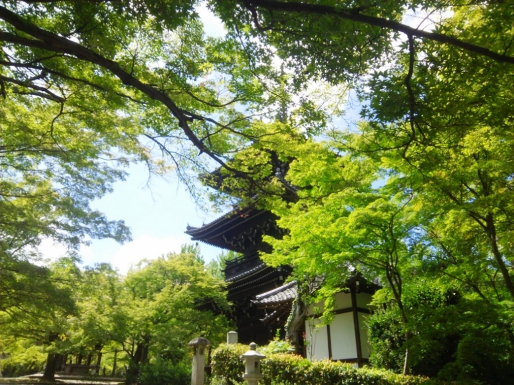 京都 初夏の風物詩 青もみじ の名所34選 鮮やかな緑の絶景を見に行こう じゃらんニュース