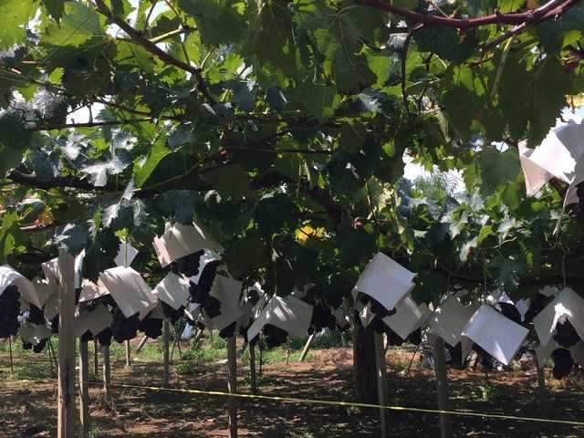 �I���Ⴂ�̂œ��㒍�ӂł��B_�Θa���G���A�Ԃǂ����