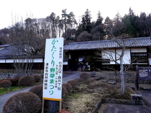 taro����̒Ë����̃J�^�N���̉Ԃ̓��e�ʐ^1