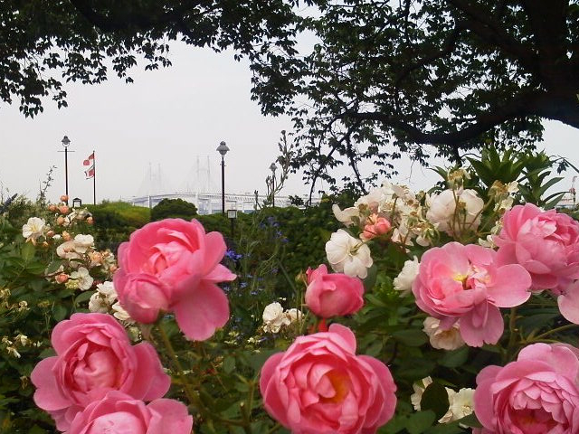 満開の花とベイブリッジ_港の見える丘公園