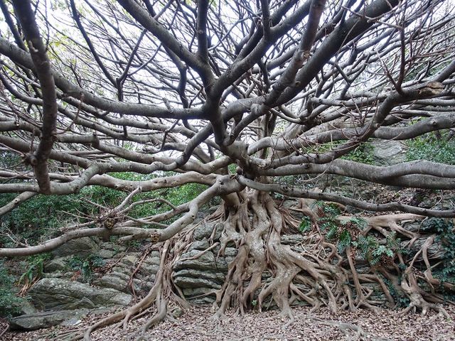 室戸岬亜熱帯性樹林及び海岸植物群落】アクセス・営業時間・料金情報