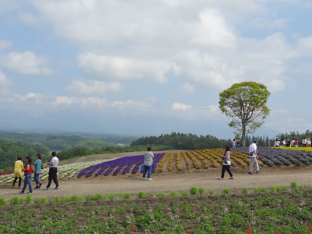 �������������A�p�b�`���[�N�͗l�̔��������܂�_�l�G�ʂ̋u