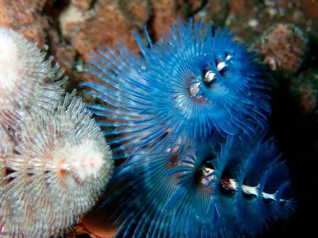 ����̃_�C�r���O�ŎB�����ʐ^�ł�_�k��Z�E���E�r�܁E�V�h���ɓ��c�A�[�@�L�b�`���_�C�u