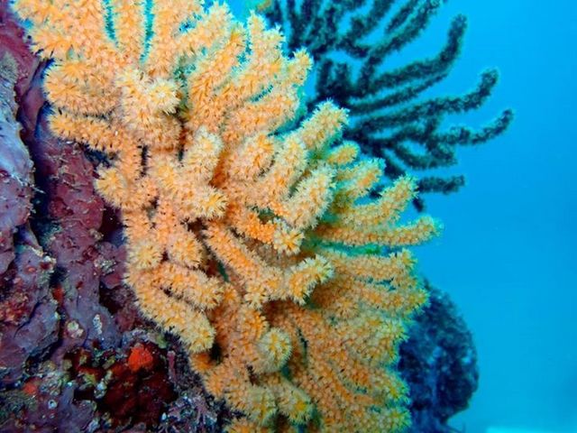 ����̃_�C�r���O�ŎB�����ʐ^�ł�_�k��Z�E���E�r�܁E�V�h���ɓ��c�A�[�@�L�b�`���_�C�u