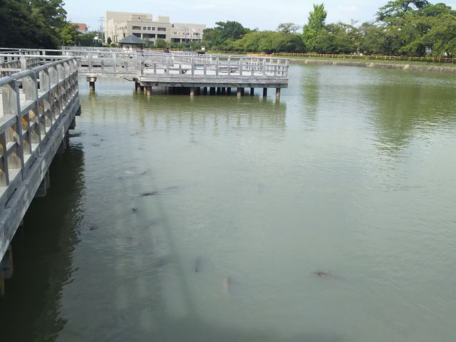 �r�ɑ����̋��A��ȁH_�����V���{�@�������r