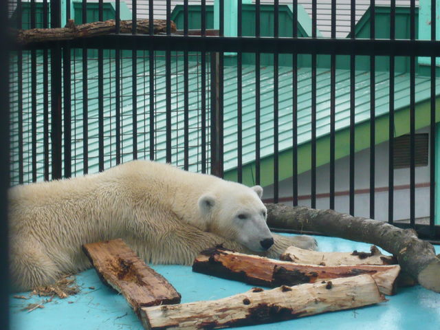 ���C�ȃV���N�}_���тЂ듮����