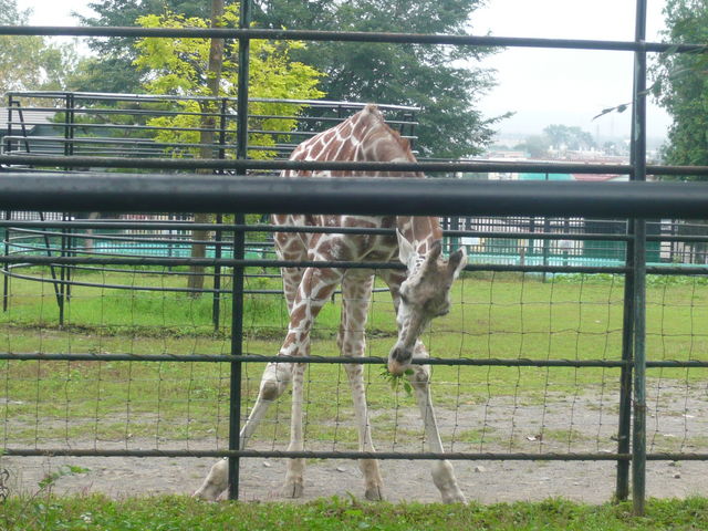 �V�}�E�}������ꏏ�ɂ���_���тЂ듮����