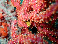 ۂ񂳂̖kZEEr܁EVhɓcA[@Lb`_Cuւ̓eʐ^1