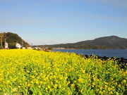 ���܂���񂳂�̎w�h�s�̍؂̉Ԕ��̓��e�ʐ^1