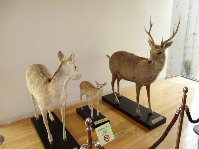 ������e�q_�n��̐X�~���[�W�A���i�x���Օۑ��فj