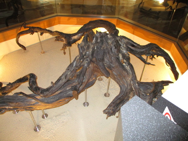 ���ꂪ�Q���N�O�̖؂̍�����_�n��̐X�~���[�W�A���i�x���Օۑ��فj