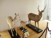 yosshy̒n̐X~[WAixՕۑفj̓eʐ^2