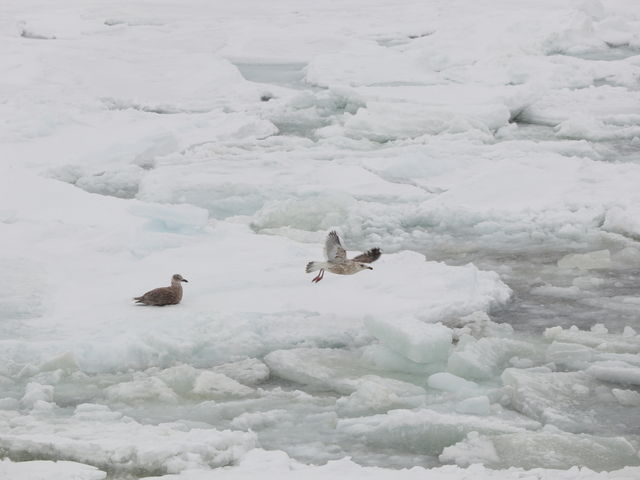 ���X��̒�_�I�z�[�c�N�C�̗��X