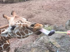 ܂̈ɓAj}LO_ւ̓eʐ^1