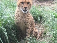 ܂̈ɓAj}LO_ւ̓eʐ^2