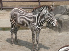 ނ炳񂳂̐tsւ̓eʐ^1