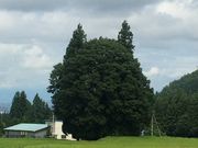 ܂̏̑吙igg̖؁j̓eʐ^1