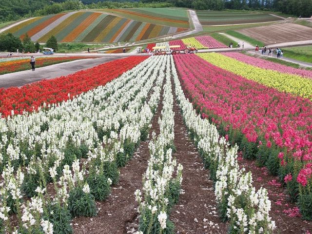 �s��_�l�G�ʂ̋u