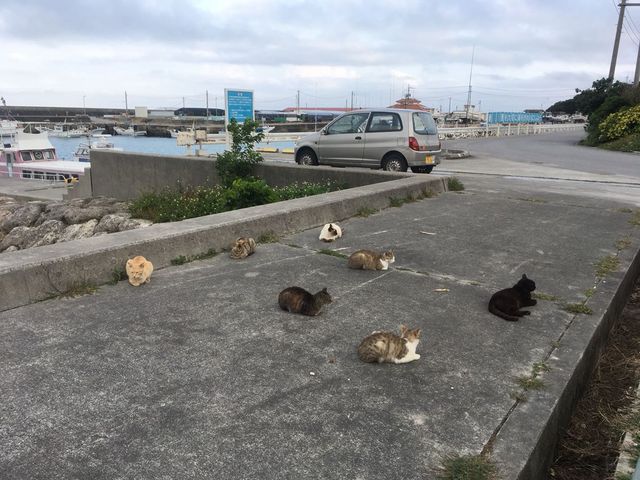 のんびりした島の雰囲気に癒されます_奥武島