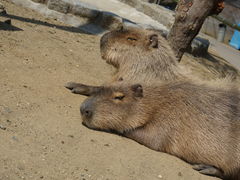 ̍䥗΂̃~[WA n[xXg̋uւ̓eʐ^1