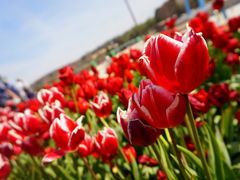 ̍䥗΂̃~[WA n[xXg̋uւ̓eʐ^2