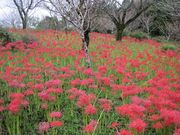 micky7777����̔��̒����̃q�K���o�i�̓��e�ʐ^1