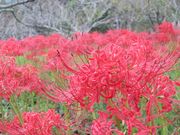 micky7777����̔��̒����̃q�K���o�i�̓��e�ʐ^2