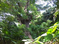 kijimunar̎񗢋钬̑AJMւ̓eʐ^1