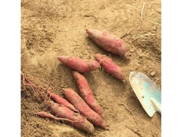 񂿂񂳂̑₢@艀̓eʐ^1