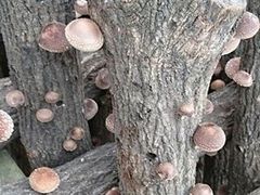 񂿂񂳂̐쐼ւ̓eʐ^1