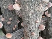 񂿂񂳂̐쐼̓eʐ^1