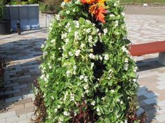 񂳂̍䥗΂̃~[WA n[xXg̋uւ̓eʐ^2